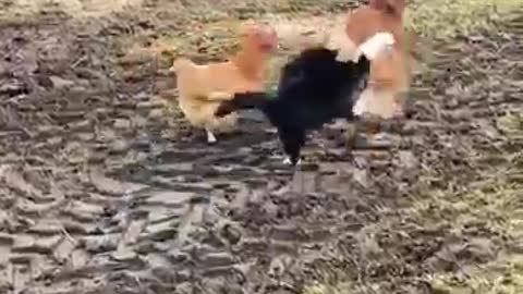 The shame of the cat who went to catch the hen😁😁😁