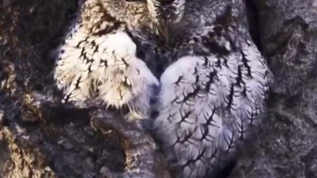 The owl