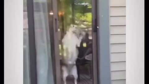 Funny dogs in hilarious videos that make you laugh - FUN part 13 #shorts #funny #dog #memes