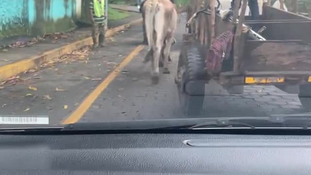 6287828 Nica traffic