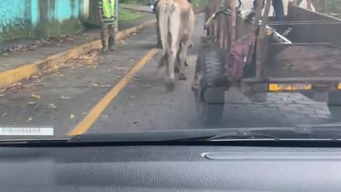 6287828 Nica traffic