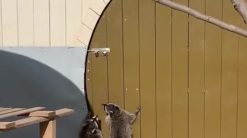 Raccoons try to open the door...