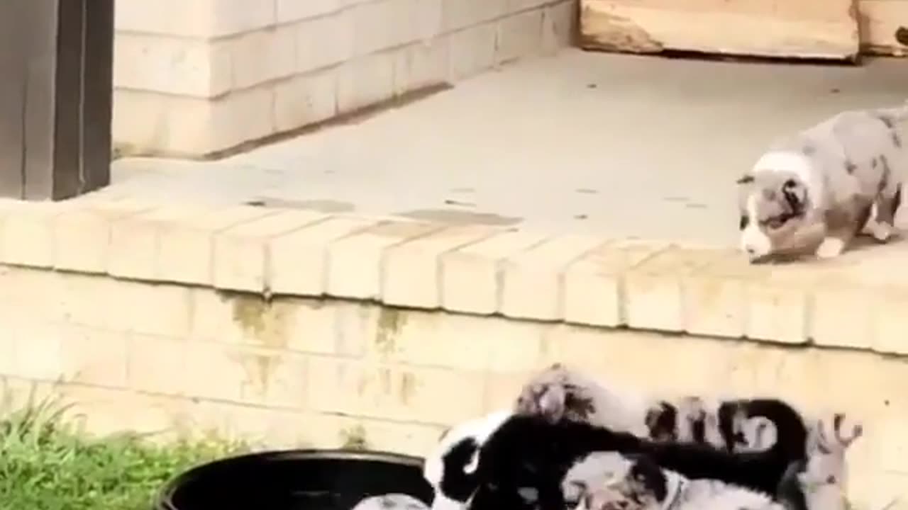 Funny animal videos|Cute animal videos |Funny dog&cat videos|Hilarious pet videos|Funny video