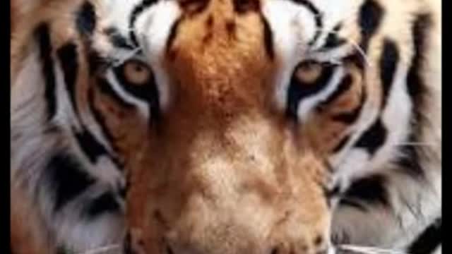 Eye Of The Tiger (El Ojo del Tigre) Subtitulado al español_Cut