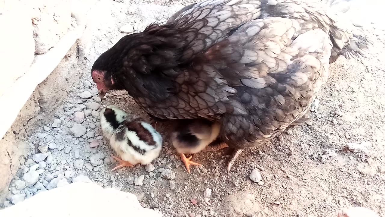 Little chicks with black hen