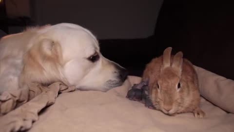 Golden Retriever First Meets Newborn Babу Rabbits