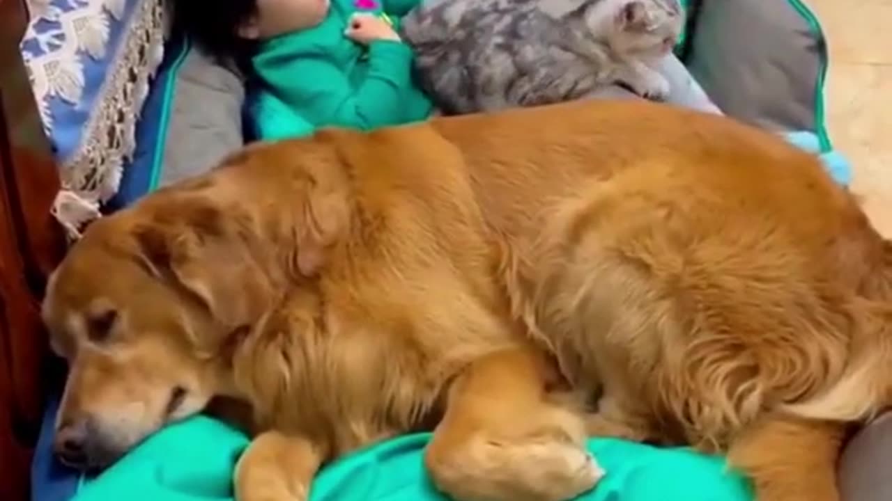 Funny video cat and dog