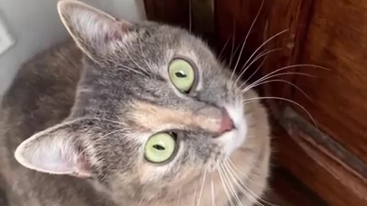 The sounds that make cats come to you