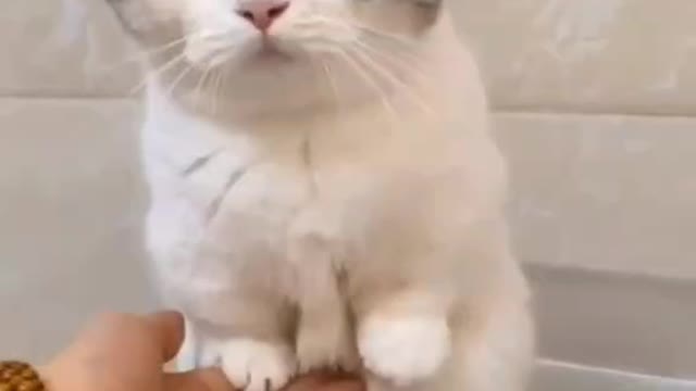 Funny Cats Videos 😝 2021