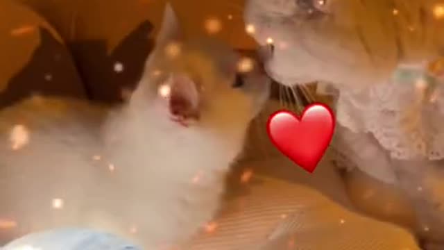 Cute Cats and Funny Animals Compilation 😹 Try Not To Laugh Challenge 💚