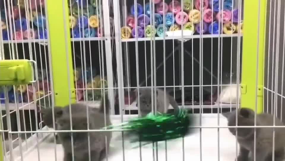 Little blue cat is afraid of ribbon