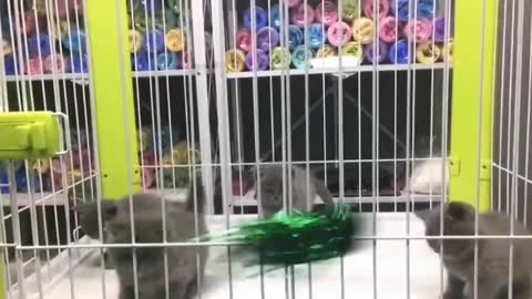 Little blue cat is afraid of ribbon