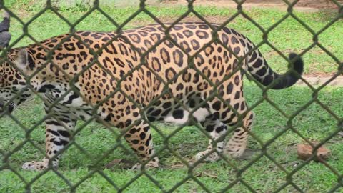 Brazilian jaguar, kings of the forest in Brazil.