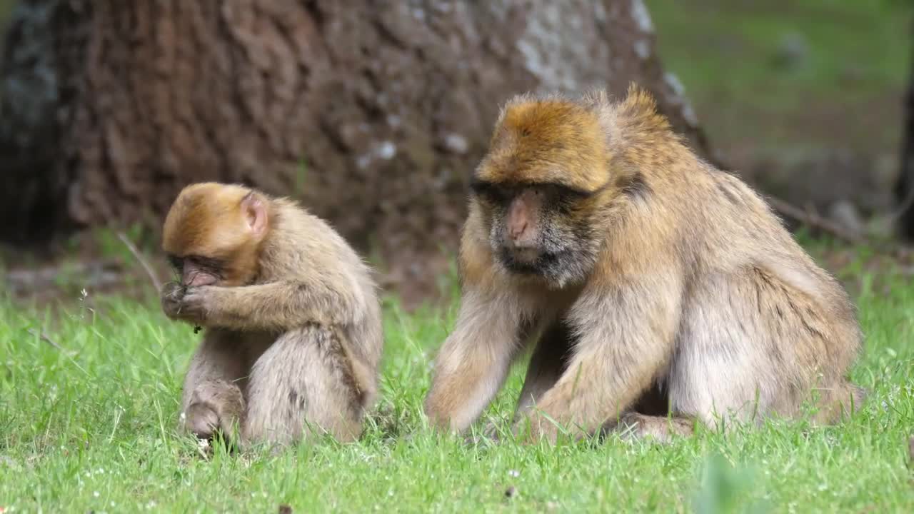 Two wild monkeys grazing