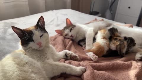 Baby Kittens receive the necessary love from Mom and Dad