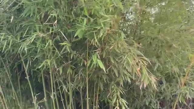 multiple bamboos