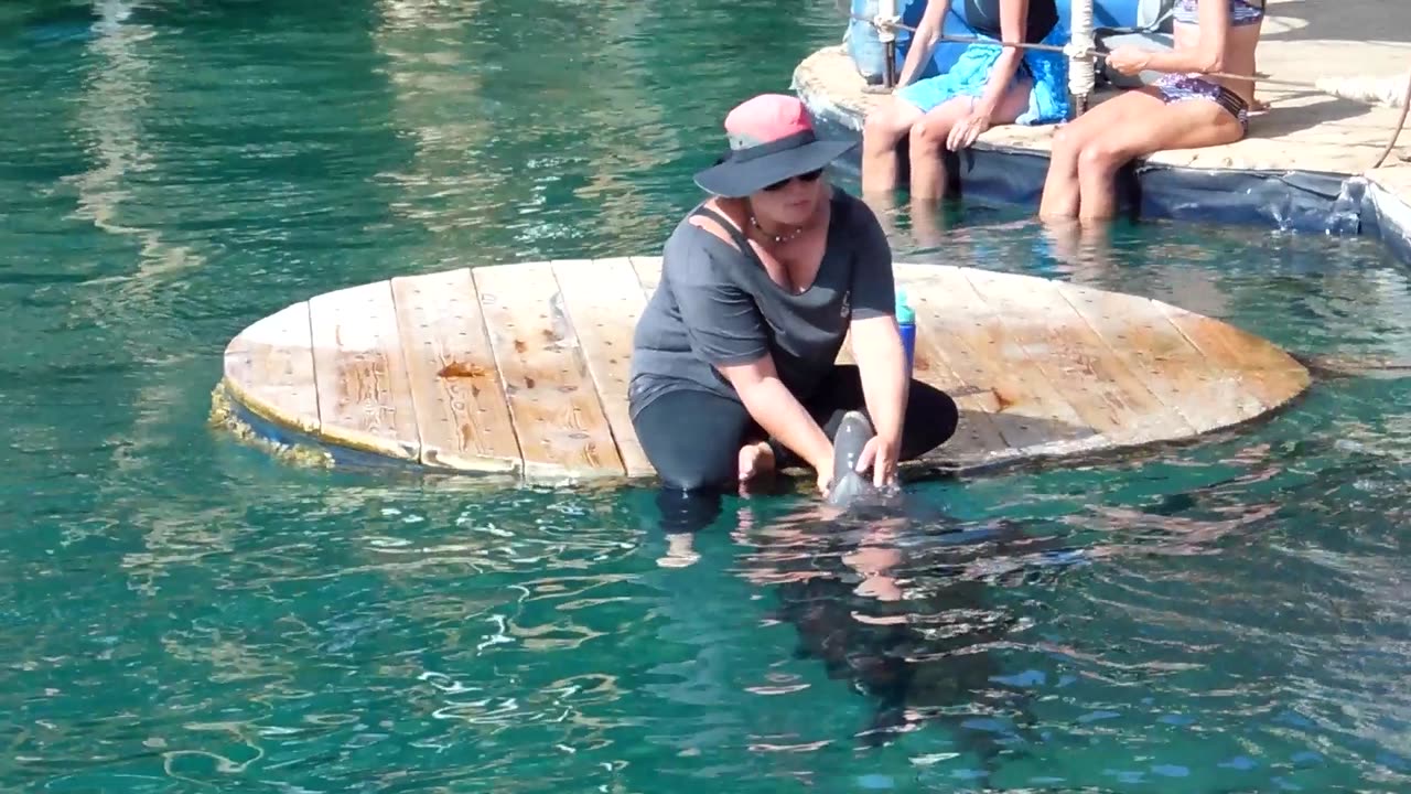 Dolphin Encounter - Eilat, Israel. Dolphins are free to come and go in this Dolphin Reef sanctuary