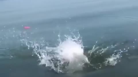 Cute 🥺 🥰 animal videos 😂