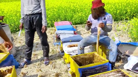 Harvesting Honey