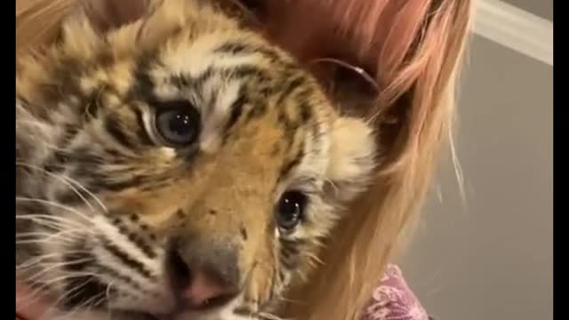 So I met a tiger cub the other day... that’s officially checked off my bucket list