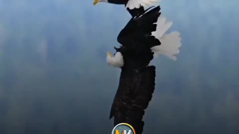 Fanny video
