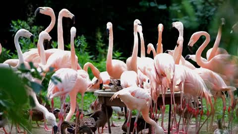 Beautiful birds sound