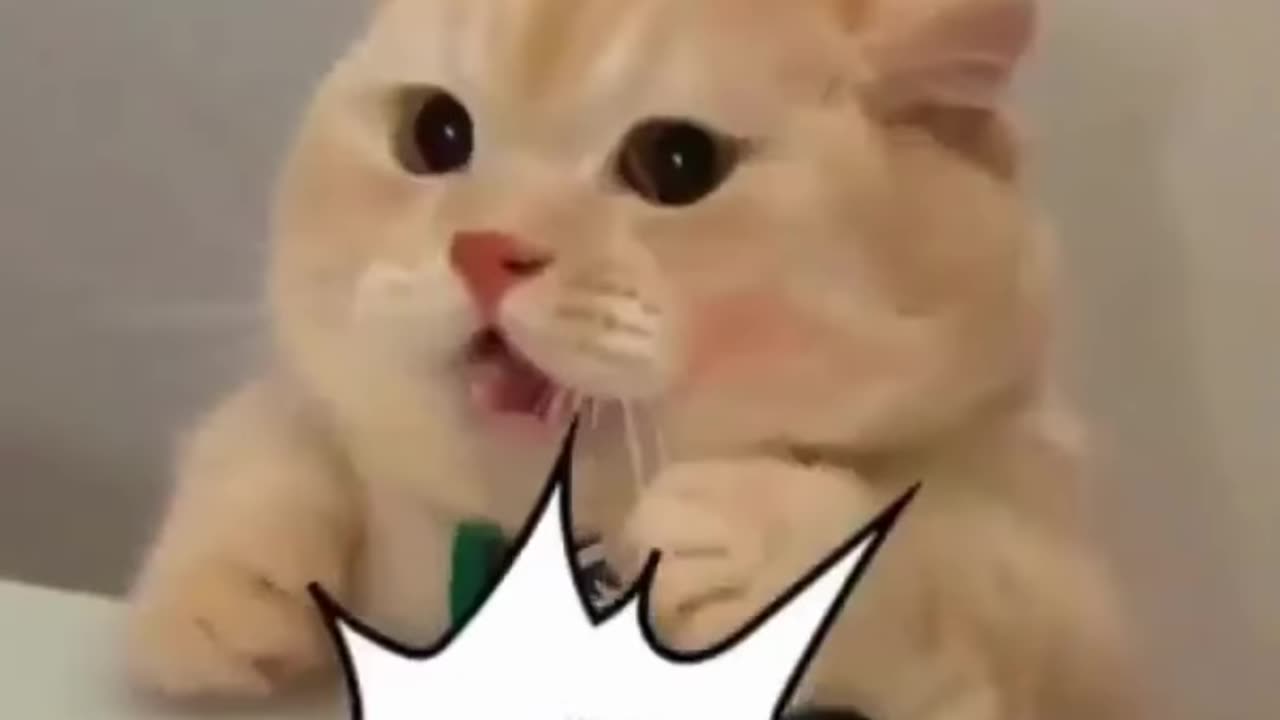 Funny Animal Videos 2023 ｜ Funniest Cats And Dogs Video #shorts [dHPMJkWEliw]