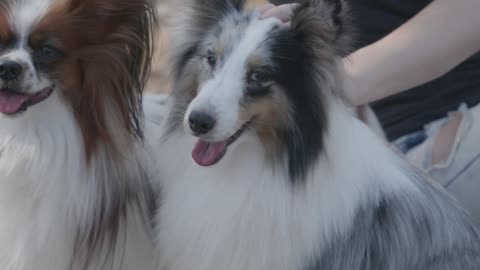 Woman Playing with Two Pet Dogs