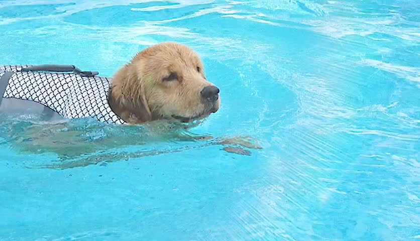 Dog Life Jacket Vest, Adjustable Dogs Swimming Vest