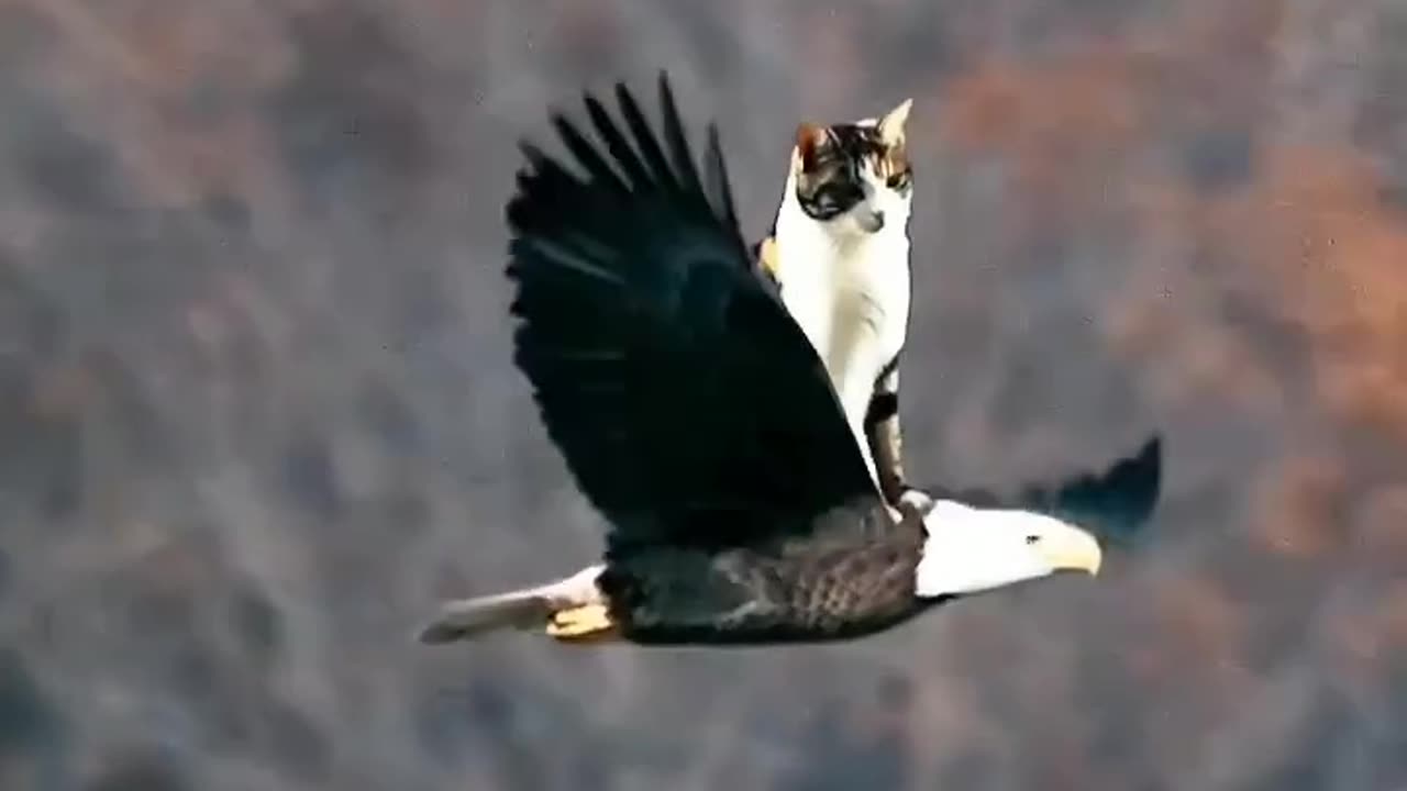 Eagle's stamina || An eagle is flying with a cat on top of it. 😱