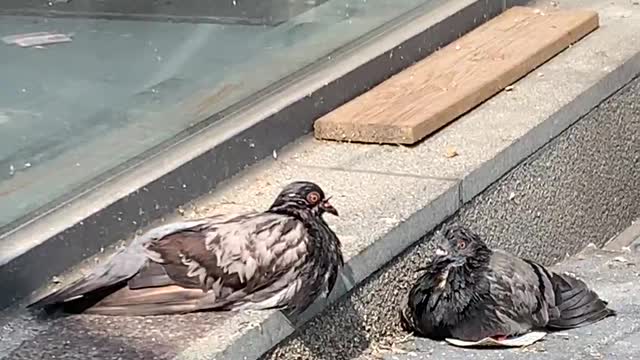 pigeons drying their hair after bathing:)