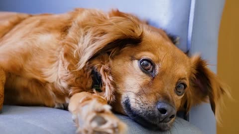 Sleeping cute dog