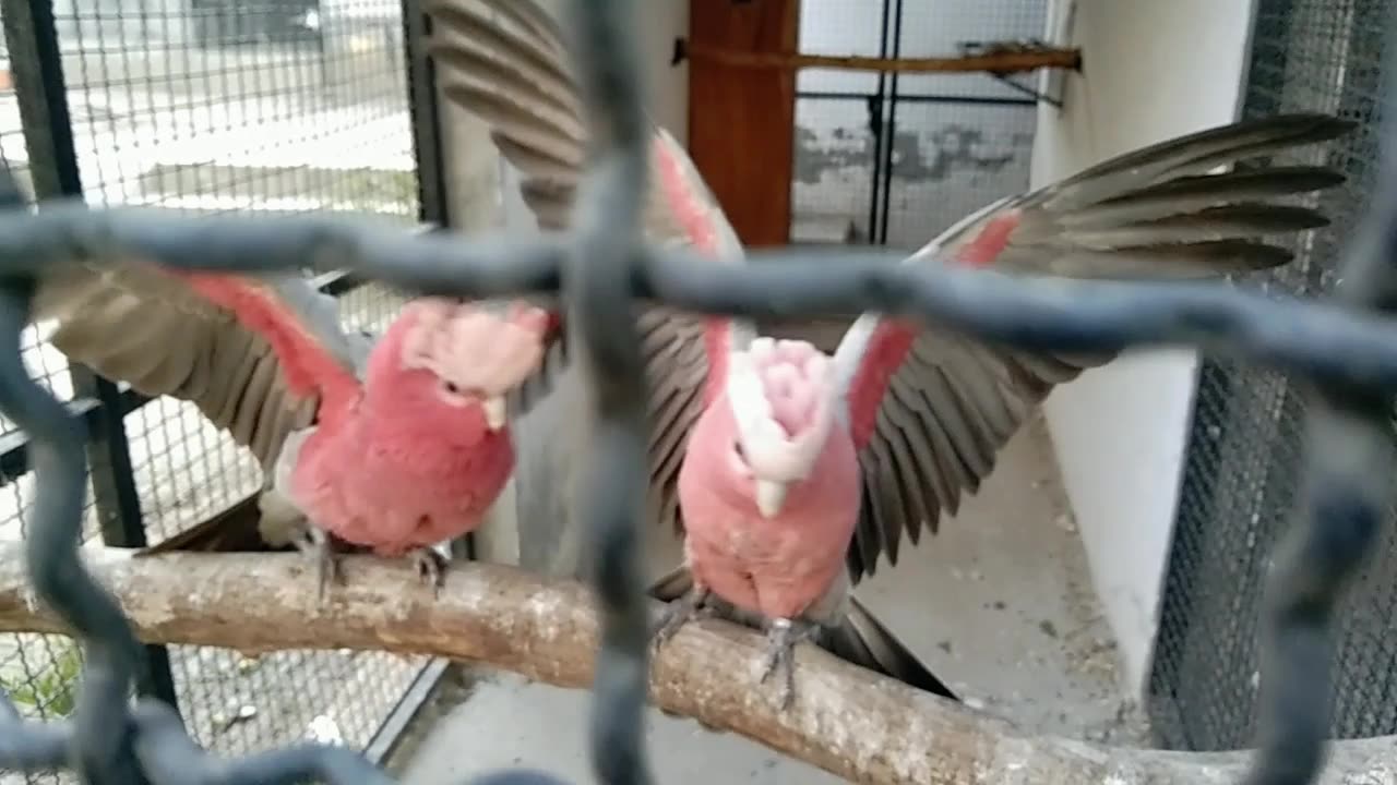 Galah cockatoo doesn't want my presence here