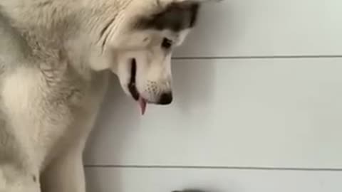 The gentle husky