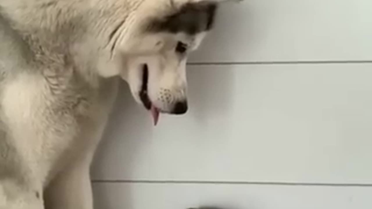 The gentle husky