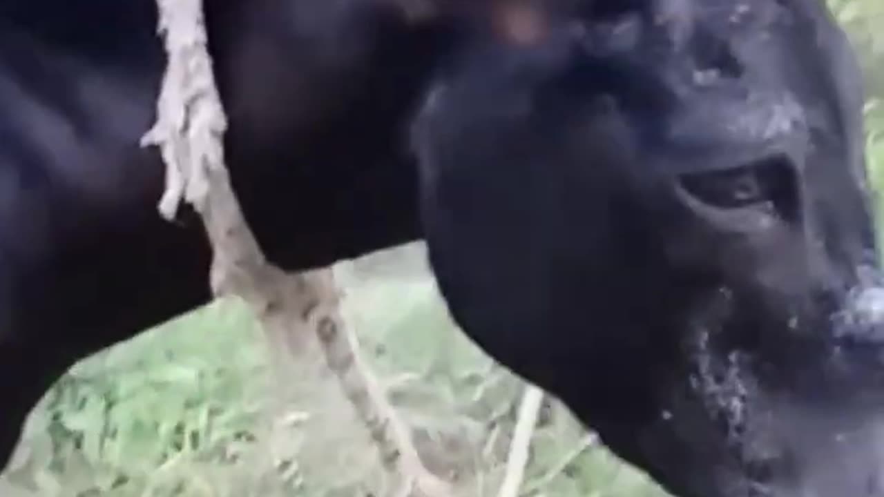 #blackdonkey