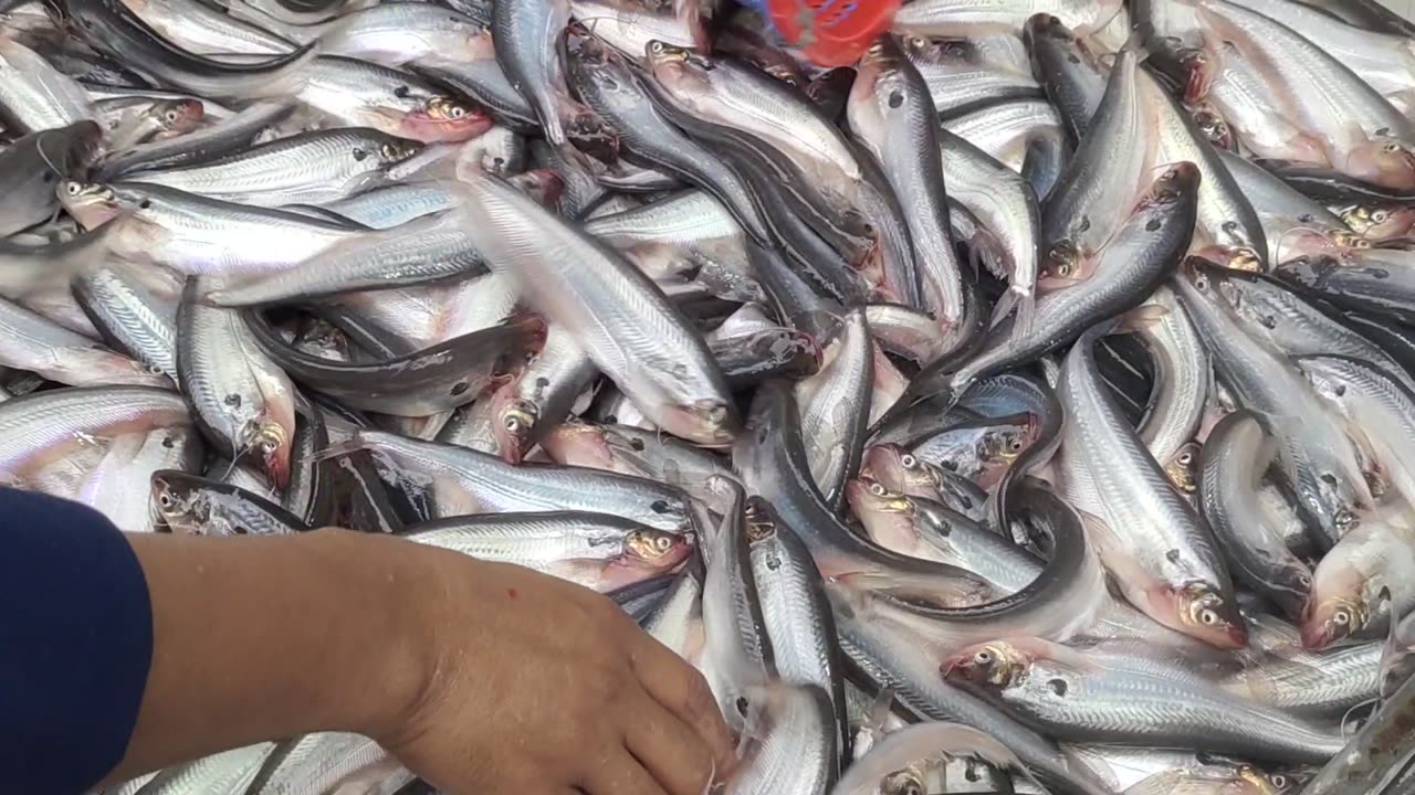 Big Tengra Black Carp Rohu And Pabda Fish Nice Video In Market