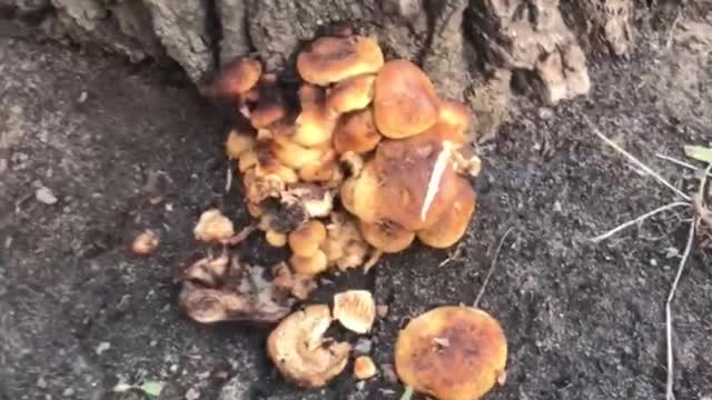 mushrooms in the middle of winter