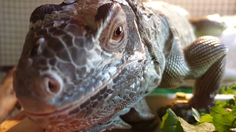 Green Iguana Close-Up!