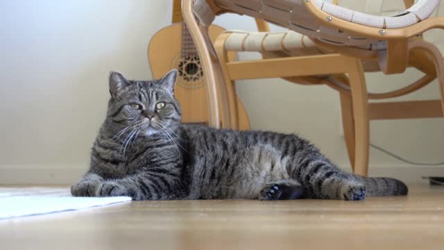 Cat lying on floor, looking and reacting. Curious cute pet at home