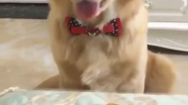 😂😂😂#dog