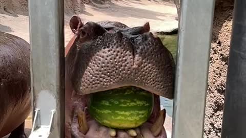 Let’s smash some melons! #hippos #animals #watermelon #cuteanimals #hippo #fyp #fy #foryoupage