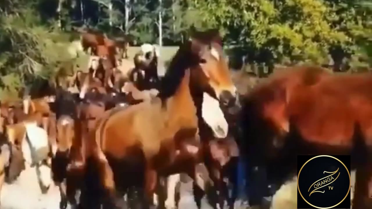 Horses