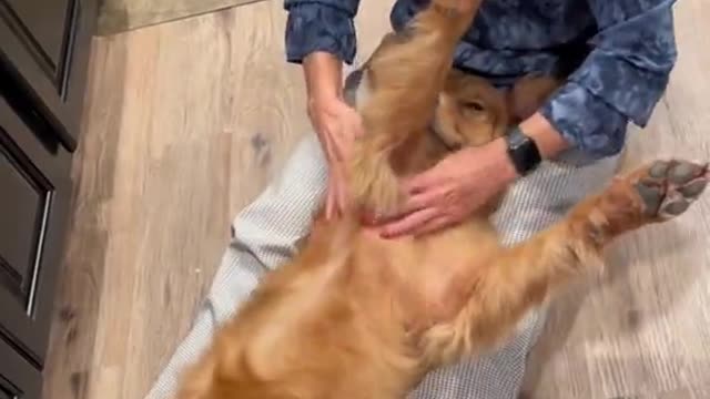 Golden Retriever Enjoys Relaxing Massage