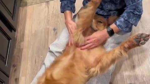 Golden Retriever Enjoys Relaxing Massage