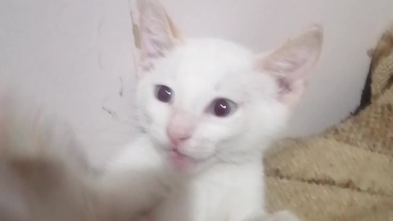beautiful cat
