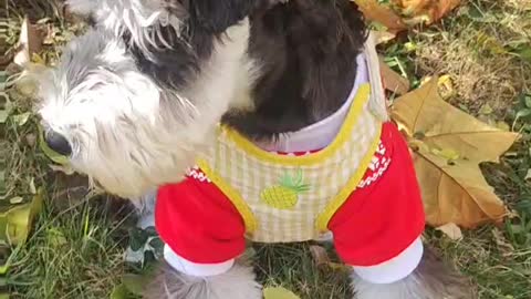 This puppy is very cute