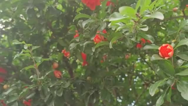 pomegranate blooming red