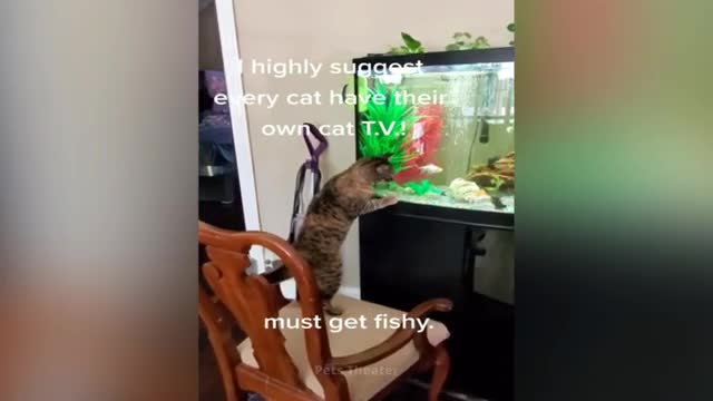 Funny Pets_Part 3