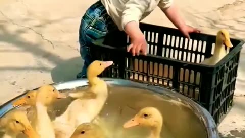 Cute👶🦆